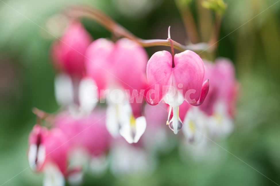 금낭화,꽃,플라워,flower,dicentra,식물,식물,자연,plants,nature,꽃,flower,감성,sensible,feeling