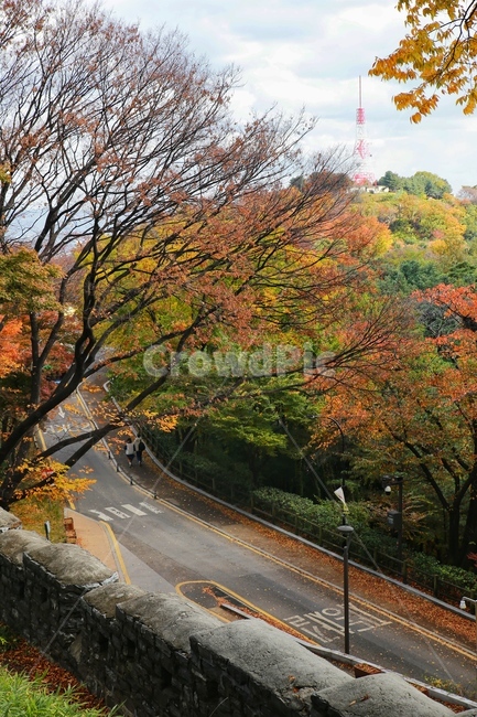 가을,단풍,남산,풍경,나무,식물,가을,계절,fall,autumn,season,자연,풍경,nature,landscape,한국자연풍경,한국자연경관,korea nature landscape,asphalt,아스팔트