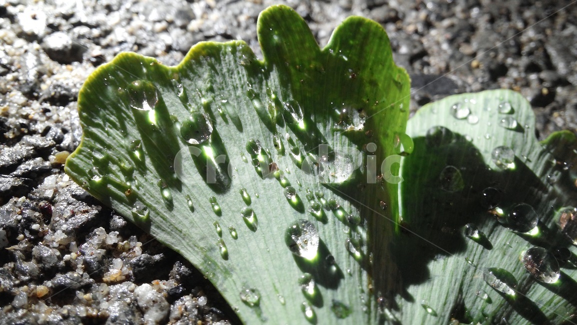 은행잎,여름,저녁,화려함,어두움,잎,작은물방울,식물,자연,plants,nature