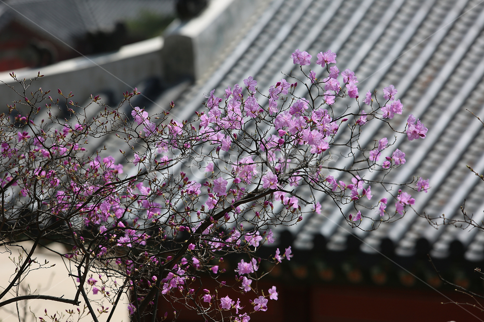 궁,봄,palace,spring,flower,꽃,창경궁,봄,계절,spring,season,한국전통,한국문화,korean traditional,korean culture,식물,자연,plants,nature,꽃,flower,건축물,건물외관,exterior,building,structure,architecture,construction,plant,blossom