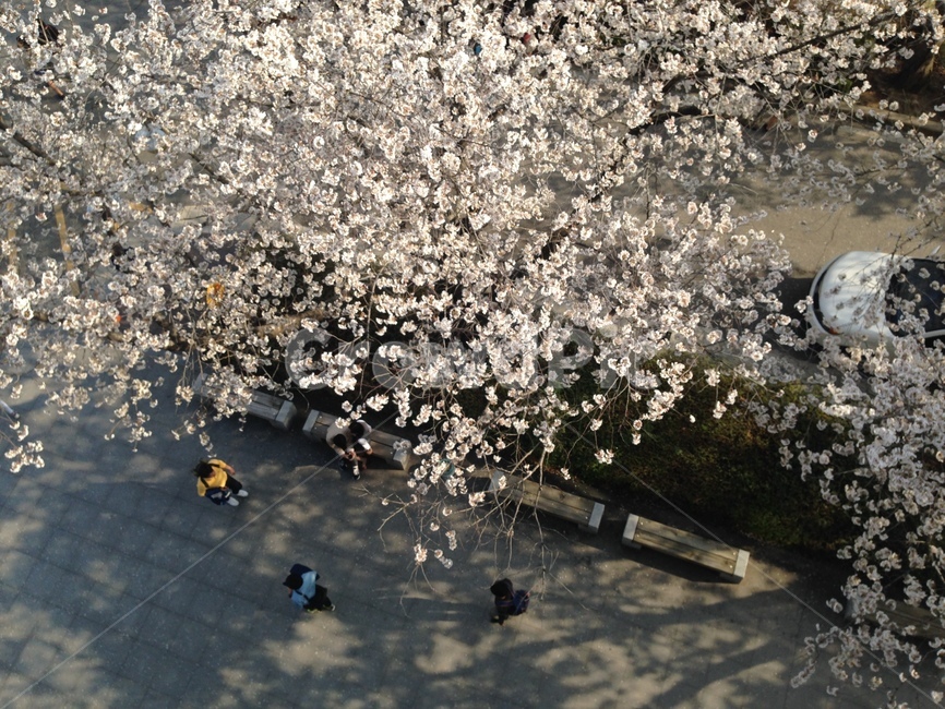 벚꽃,plant,식물,cherryblossom,spring,봄,사랑,산책