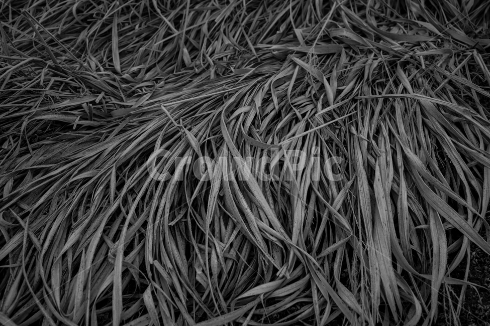 갈대,갈잎,겨울,계절,식물,공원,수변,식물,자연,plants,nature,흑백,모노톤,monochrome,black and white
