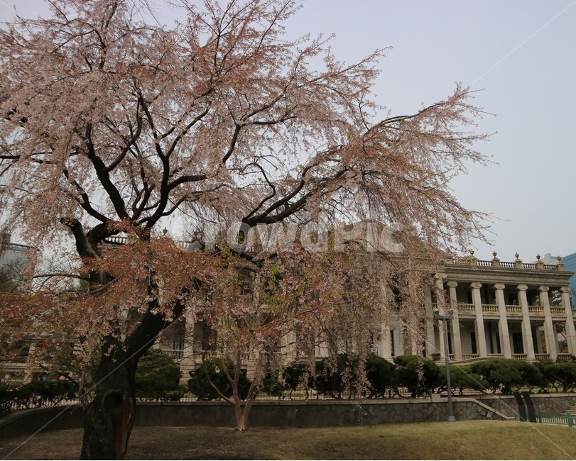 봄,벚꽃,덕수궁,석조전,풍경,봄,계절,spring,season,랜드마크,landmark,tourist attraction,한국랜드마크,한국관광지,한국명소,korea landmark,korea tourist attraction,식물,자연,plants,nature,나무,trees,wood,plant,tree