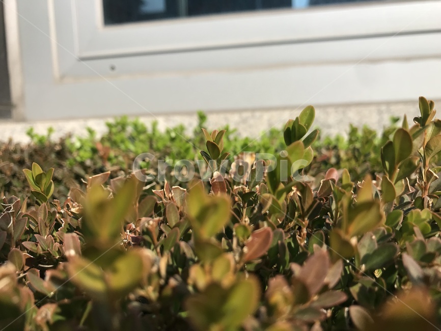 잎사귀,초록,가을,새싹,연두,식물,자연,plants,nature