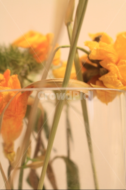 드라이플라워,꽃,줄기,노랑,접사,감성,식물,자연,plants,nature,꽃,flower,실내용화초,화분,화초,house plant,인테리어,실내디자인,interior design