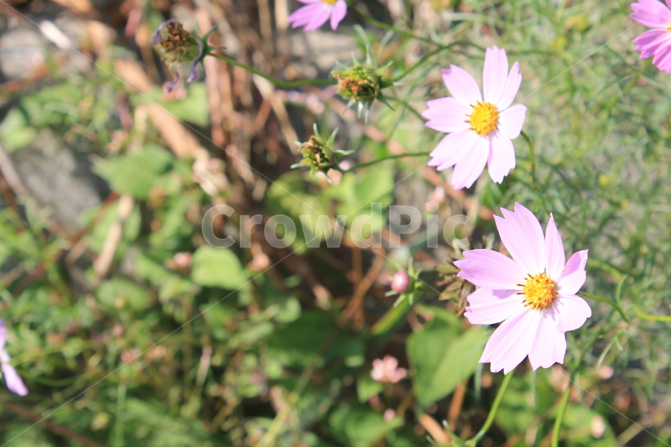 코스모스,가을,만개,cosmos,autumn,fall,blossom,plant,식물,꽃,flower,flowers,식물,자연,plants,nature,꽃,flower