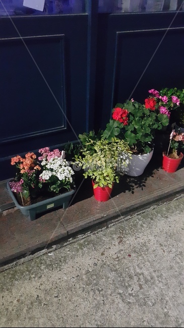 화단,꽃,화분,집앞,풀,green,flower,실내용화초,화분,화초,house plant