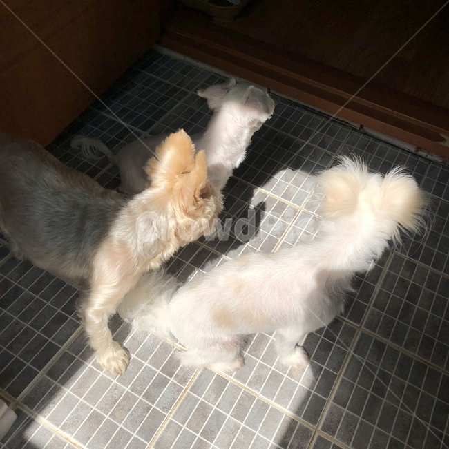 강아지,화장실,강아지뒷모습,강아지화장실,개,댕댕이,멍뭉이,puppy,cuteness,dog,cutie,washroom