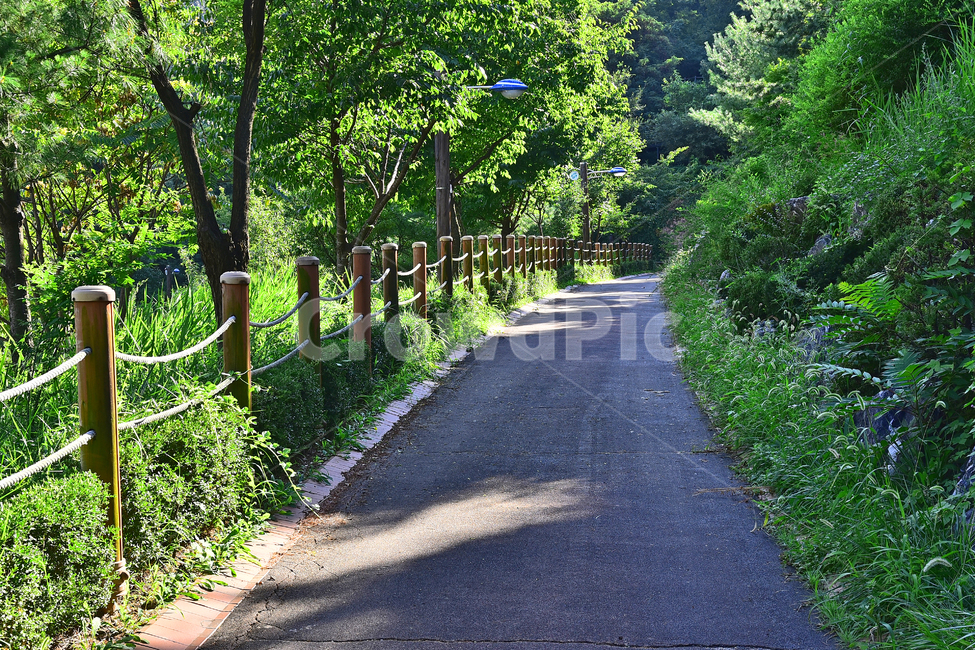 산책로,오솔길,road,도로,아스팔트,tarmac,asphalt,타맥,숲길,환경,힐링코스,자연,나무,숲,그리너리,바탕,배경,백그라운드,background,그린,green