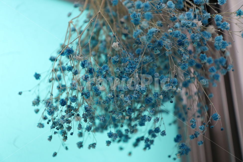 드라이플라워,드라이,건조,말린꽃,꽃,식물,꽃,flower