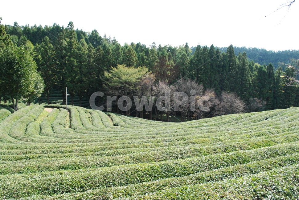 녹차밭,보성,노차,밭,녹색,자연,풍경,nature,landscape,한국자연풍경,한국자연경관,korea nature landscape