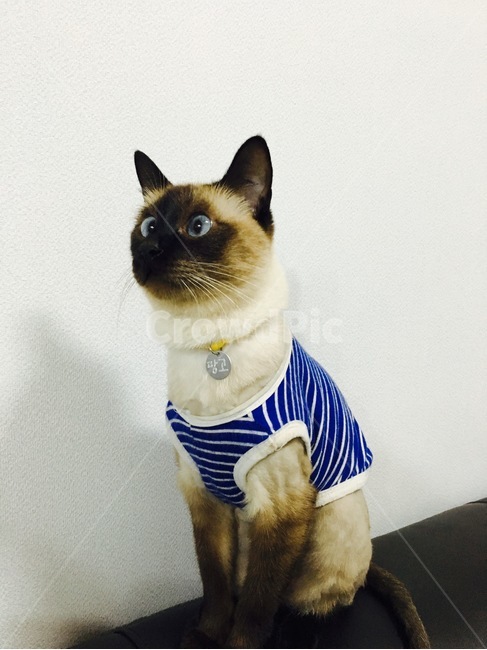고양이,야옹이,샴,샴고양이,cat,반려동물,반려고양이,neko,동물,animal,포유류,mammal,고양이,cat,kitten,kitty