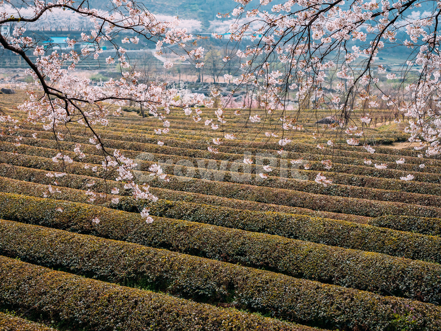 봄,벚꽃,녹차,녹차밭,차밭,계절,spring,cherryblossom,greentee,greenteafarm,봄,계절,spring,season,plant,식물