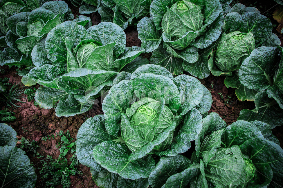 배추밭,배추,그린,식물,자연,시골,건강,유기농,밭,농사,농부,vegetable,야채,cabbage,양배추,food,음식,채소,야채,vegetables,농업,농사,agriculture,farming,farming industry