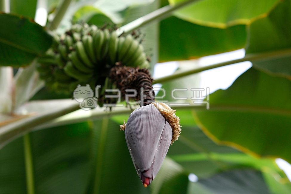 banana,cluster,Fruit,nature,fruit,greenhouse,Botanical garden,inside,leaf,food,plant,tropical plants,tropical fruit,banana tree