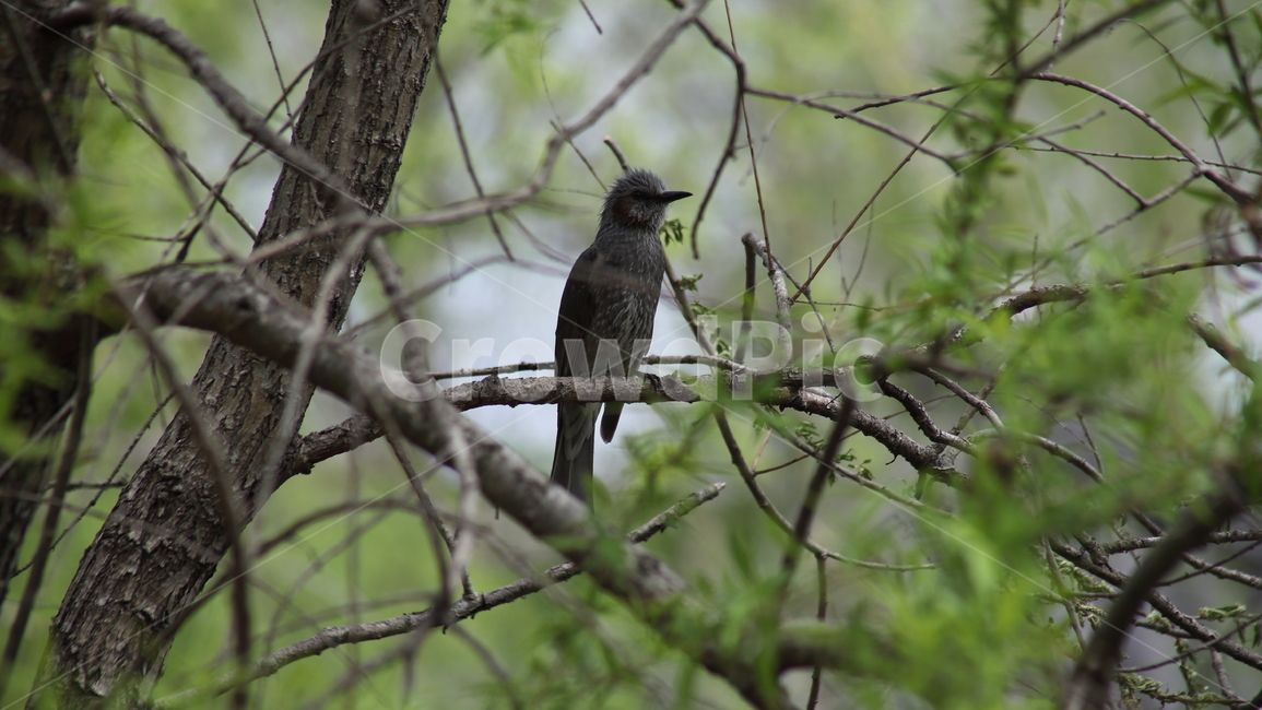 직박구리,새,조류,brownearedbulbul,참새목