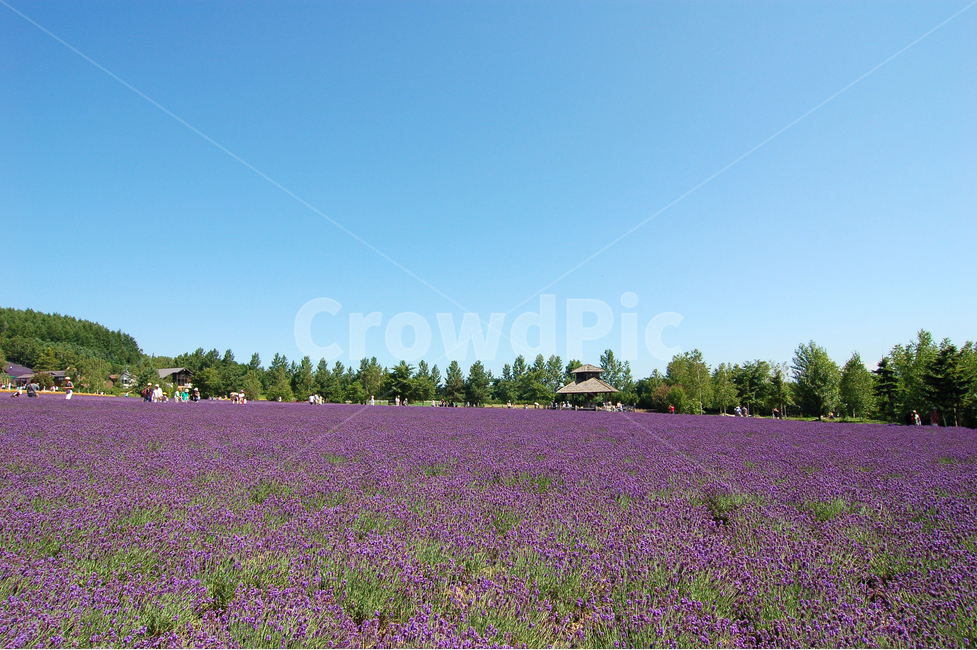 forest,sights,lavender field,tourism,flower garden,Farm Tomita,furano,tourist,horticulture,Field,lavender flower,sight,lavender,travel destination,nature,tree,Hokkaido,grassland,flower,background,purple,Tourist destination,Lavender flower field