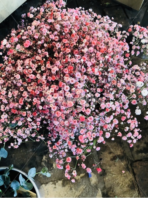 꽃,안개꽃,봄,감성,계절,꽃,flower