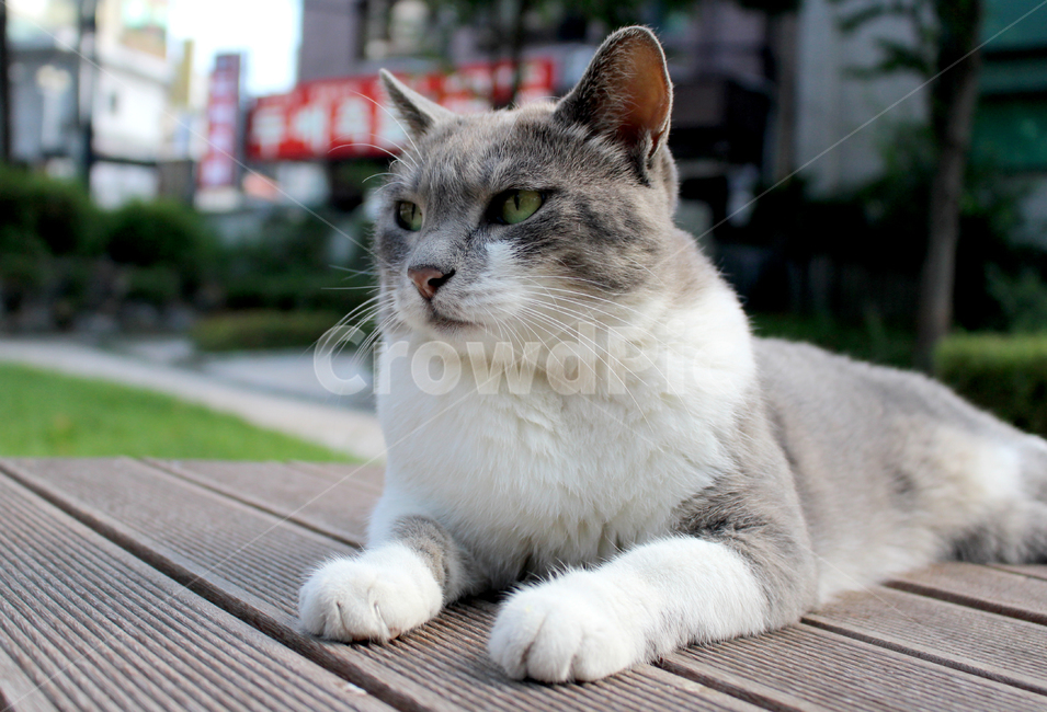 고양이,길고양이,클로즈업,귀여운,공원,배경,날카로운,예쁜,자연스러운,동물,동물,animal,포유류,mammal,고양이,cat,kitten,kitty
