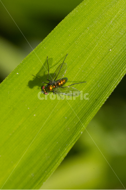 얼룩장다리파리,곤충,파리,벌레,풀잎,여름,가을곤충,여름곤충,곤충,벌레,insect,bug
