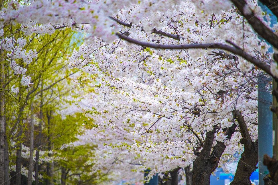 벚꽃,봄,spring,꽃,계절,분홍,배경화면,소풍,나들이,봄소풍,감성,봄,계절,spring,season,plant,식물,blossom,cherry blossom,flower