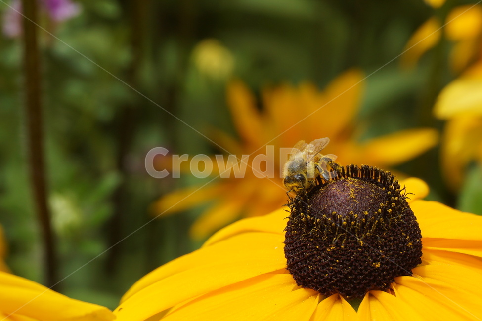 꿀벌,벌,노란꽃,꿀채집,식물,식물,자연,plants,nature,꽃,flower,곤충,벌레,insect,bug