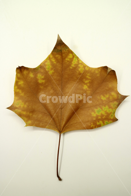 낙엽,가을,나뭇잎,잎,잎사귀,계절,식물,자연,낙엽잎,fallenleaves,deadleaves,오브젝트,누끼,가을낙엽,가을,계절,fall,autumn,season,leaf,plant,tree,나무