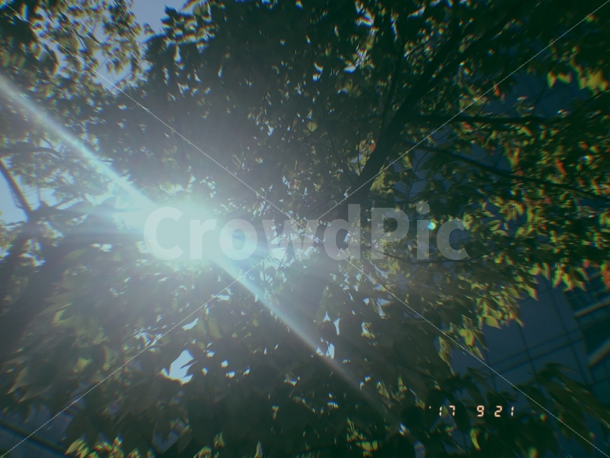 나무,일상,풍경,배경,필름,날씨,좋은날,자연,풍경,nature,landscape,flare,플레어,light,빛