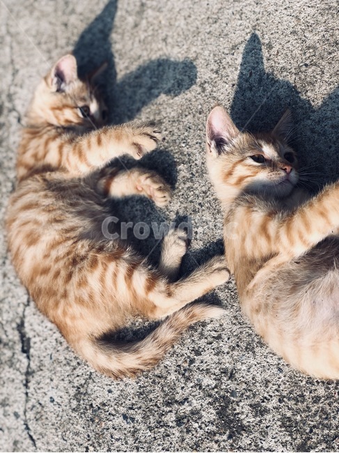 고양이,고양이들,cat,동물,감성사진,고양이사진,새끼고양이,고양이,cat,kitten,kitty