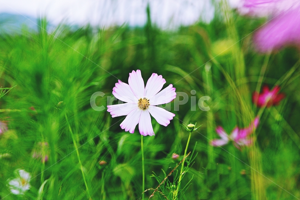 코스모스,꽃,꽃잎,들꽃,식물,가을꽃,가을,공원,자연,계절,식물,자연,plants,nature,꽃,flower