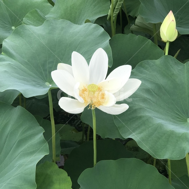 꽃,연꽃,연잎,두물머리,꽃봉우리