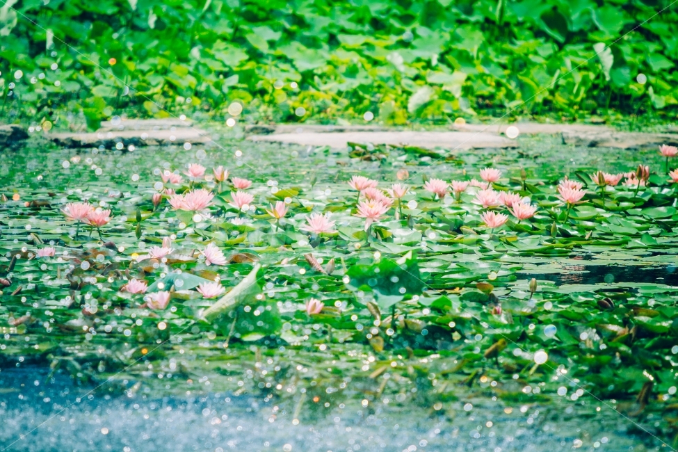연꽃,분수,여름,여행,더위,자연,풍경,nature,landscape,여름,계절,summer,season,휴식,힐링,rest,relaxation,healing,plant,식물,lily,백합,blossom,꽃,flower,pond lily,연못 백합,petal,꽃잎