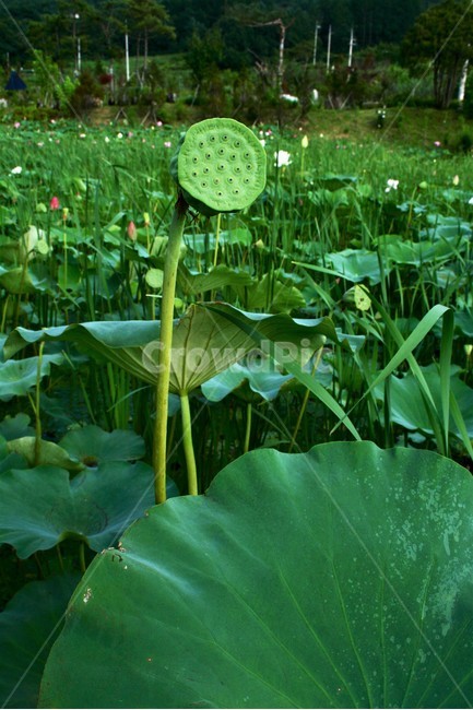 연꽃,연꽃씨,연자,연자방,연자육,수련과,수생식물,식물,자연,plants,nature