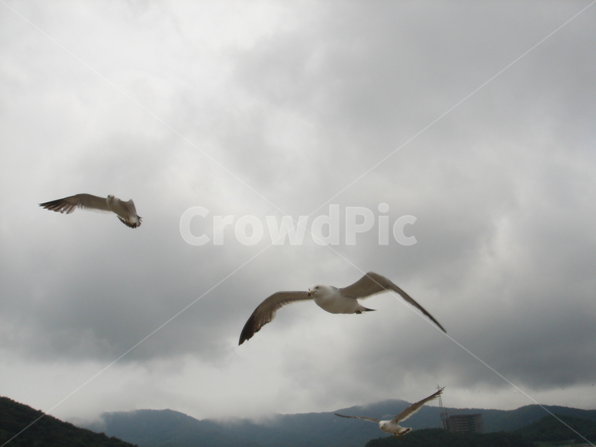여름,새,갈매기,바다,비상,하늘,구름,동물,animal,조류,새,birds