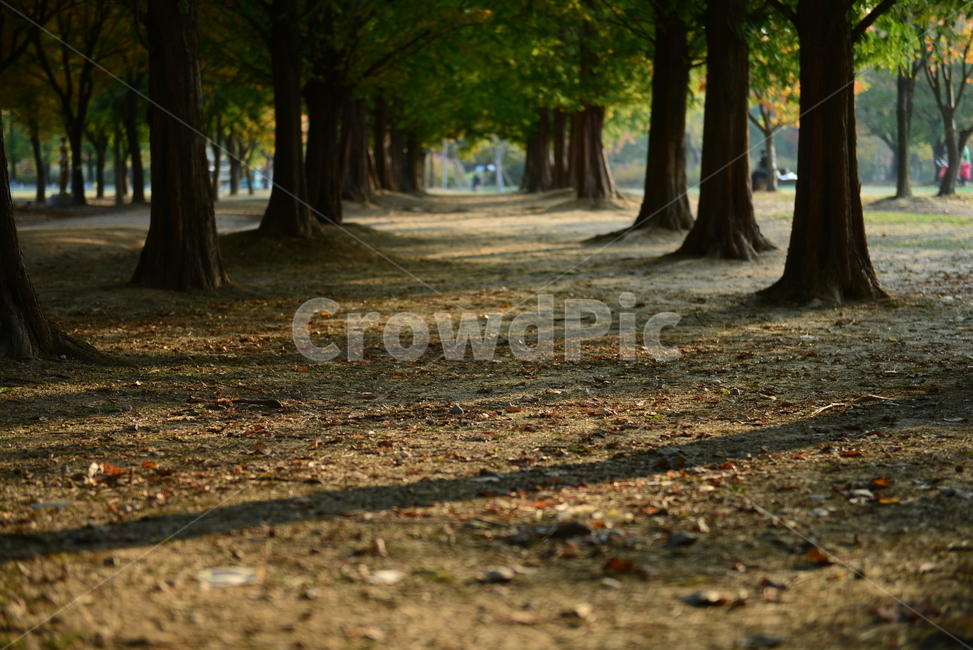 해질녘,노을,그늘,숲,낙옆,자연,풍경,nature,landscape,tree,나무,plant,식물,tree trunk,나무 줄기