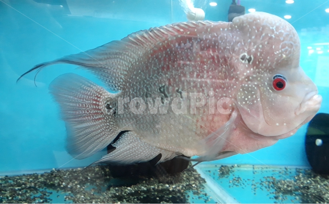 열대어,관상어,생선,수족관,수조,어류,아쿠아리움,어류,물고기,fish