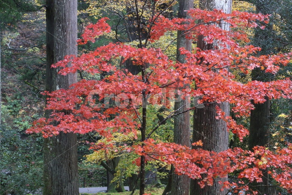 단풍,주황색,가을,단풍놀이,단풍나무,산,가을,계절,fall,autumn,season,tree,나무,plant,식물,leaf,잎,maple