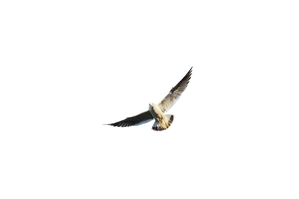 갈매기,새,조류,날개,바다,누끼,바닷가,자연,하늘,부리,seagull,bird,풍경,naturelandscape,sea,동물,animal,birds,감성sensible,feeling,outdoors,옥외,transportation,동물,animal,조류,새,birds,누끼,remove background