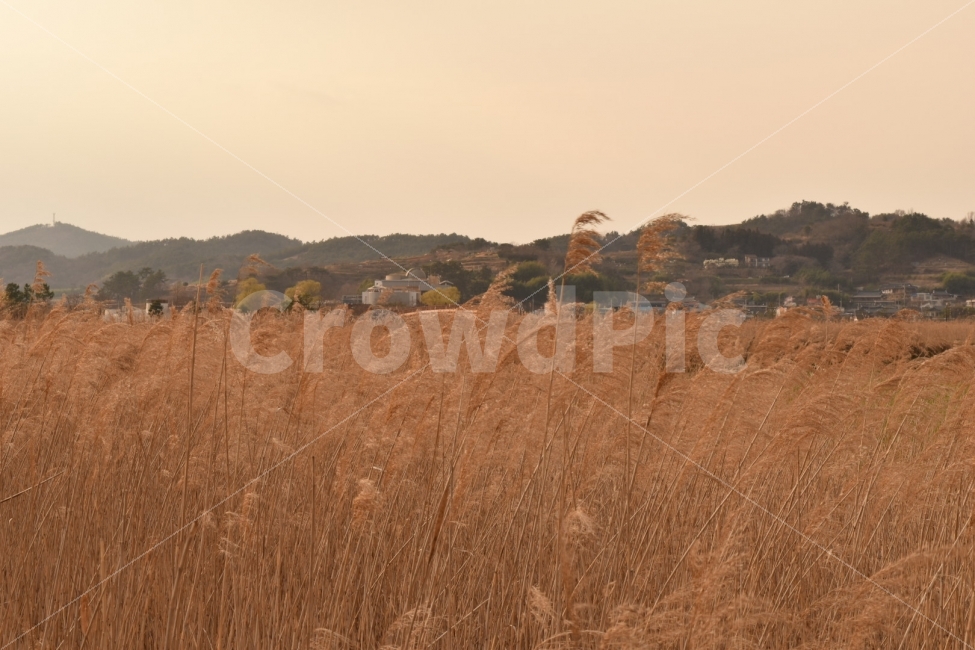 갈대,산,하늘,해질녘,일몰,순천,순천만,쓸쓸한,가을,가을,계절,fall,autumn,season,자연,풍경,nature,landscape,한국자연풍경,한국자연경관,korea nature landscape,plant,식물,outdoors,옥외