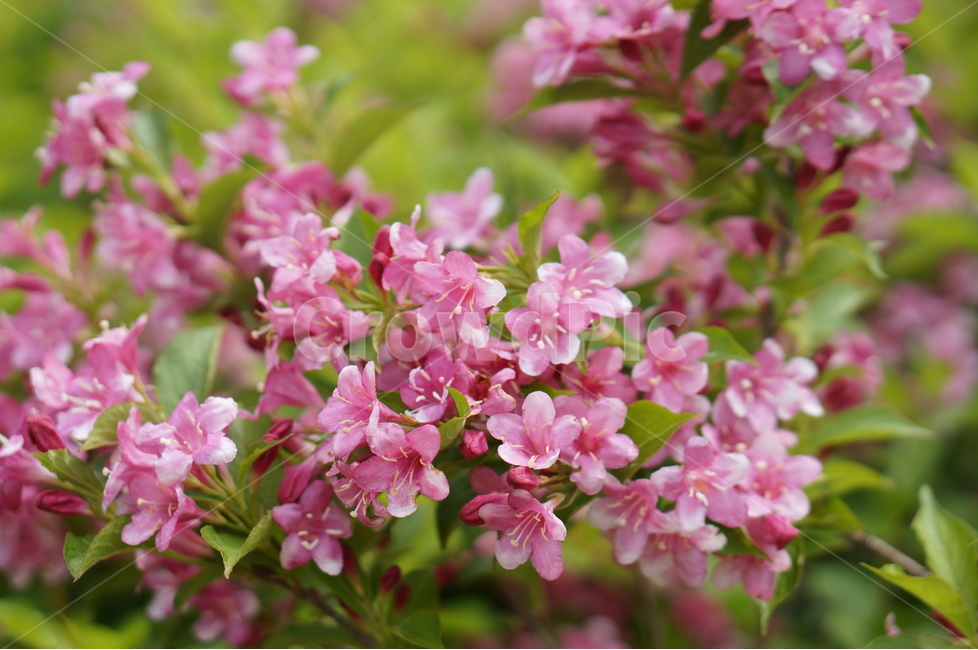 붉은병꽃나무,5월,맑음,자유,빛,식물,자연,plants,nature,꽃,flower