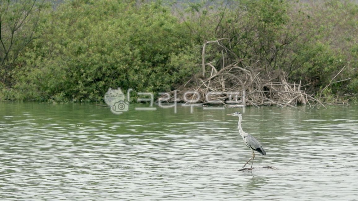왜가리,새,강,습지,자연