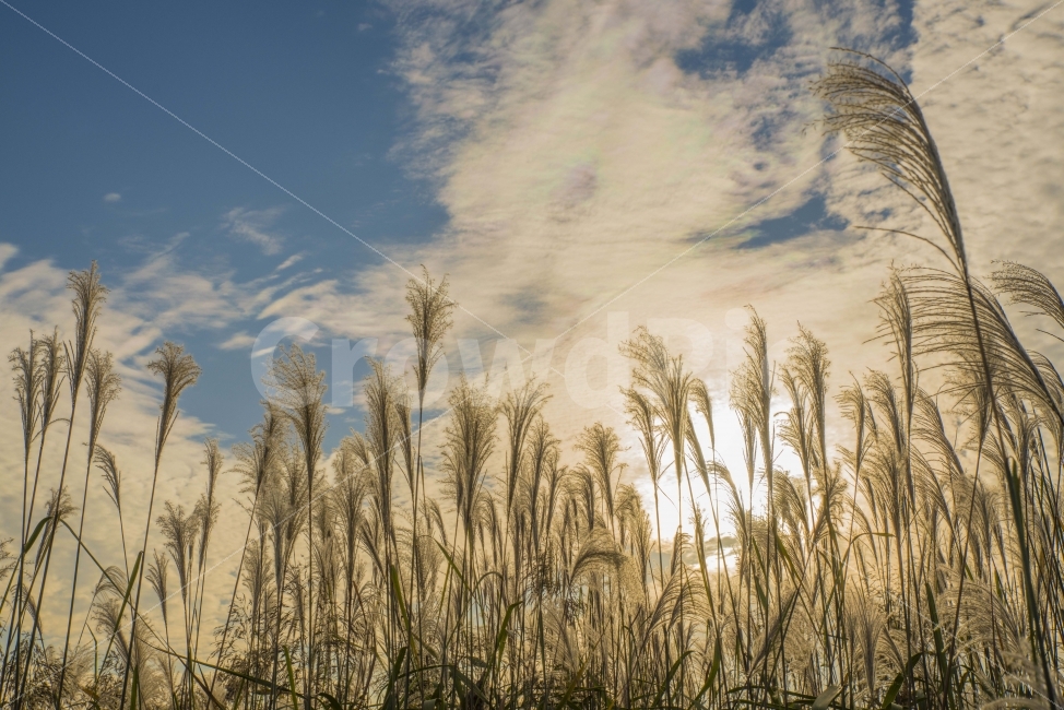 풍경,갈대,가을,하늘,하늘공원,가을,계절,fall,autumn,season,자연,풍경,nature,landscape,식물,plants,감성,sensible,feeling,plant,grass,잔디,lawn,reed