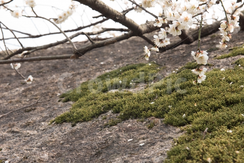 섬진강,섬진강기행,기행,남도,전라도,일상,시골,니콘,NIKON,D750,DSLR,사진,여행,정취,느낌,파스텔톤,파스텔,매화꽃,흰색,매화,청매농원,청매원,청매실농원,청매화농원,매화축제,매화꽃축제,섬진강축제,축제,매화마을,광양,전남광양,전남,새싹,봄,식물,자연,plants,nature,봄,계절,spring,season,꽃,flower,plant