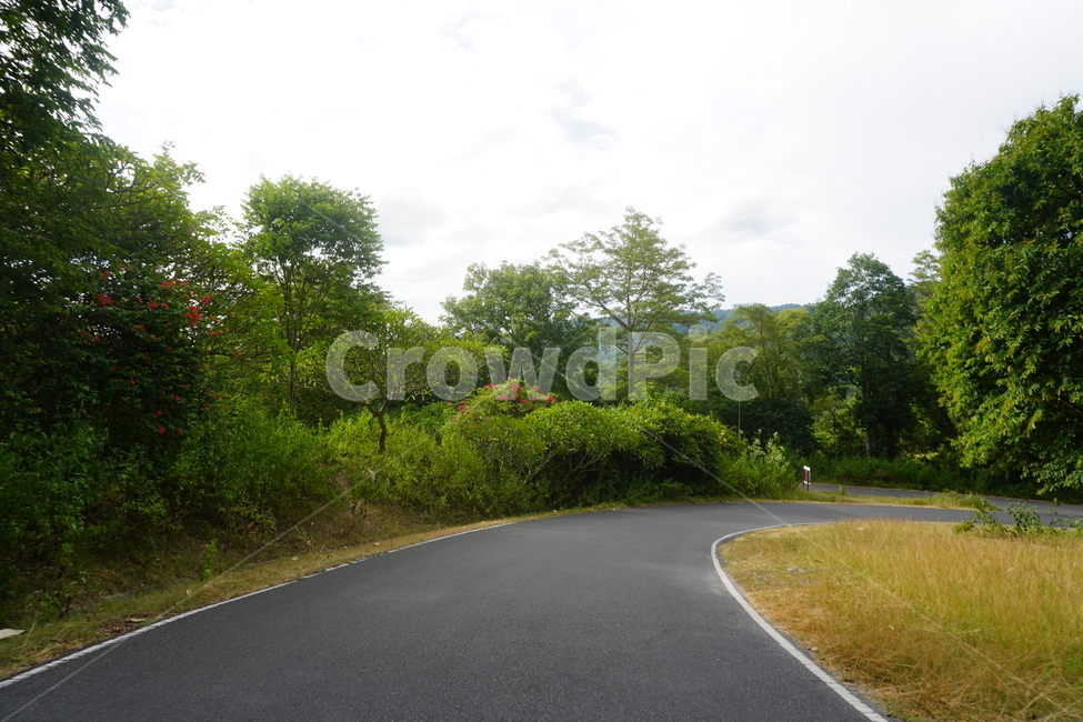 길,초록,나무,노랑,하늘,자연,풍경,nature,landscape,asphalt,아스팔트,road,도로