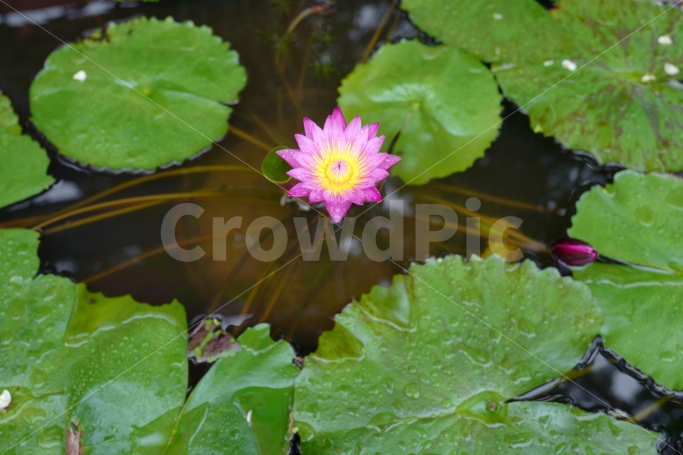 수련,연꽃,꽃,연잎,식물,수중식물,식물,자연,plants,nature,꽃,flower