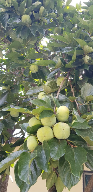 plant,식물,food,식품,fruit,과일,감,과일,열매,fruit