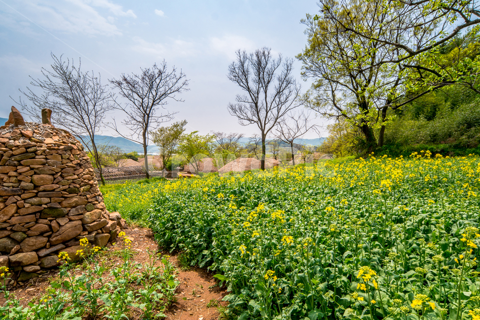 낙안민속마을,한국,봄,마을,초가집,전통,초록색,봄,계절,spring,season,자연,풍경,nature,landscape,field,들,grassland,목초지,outdoors,옥외