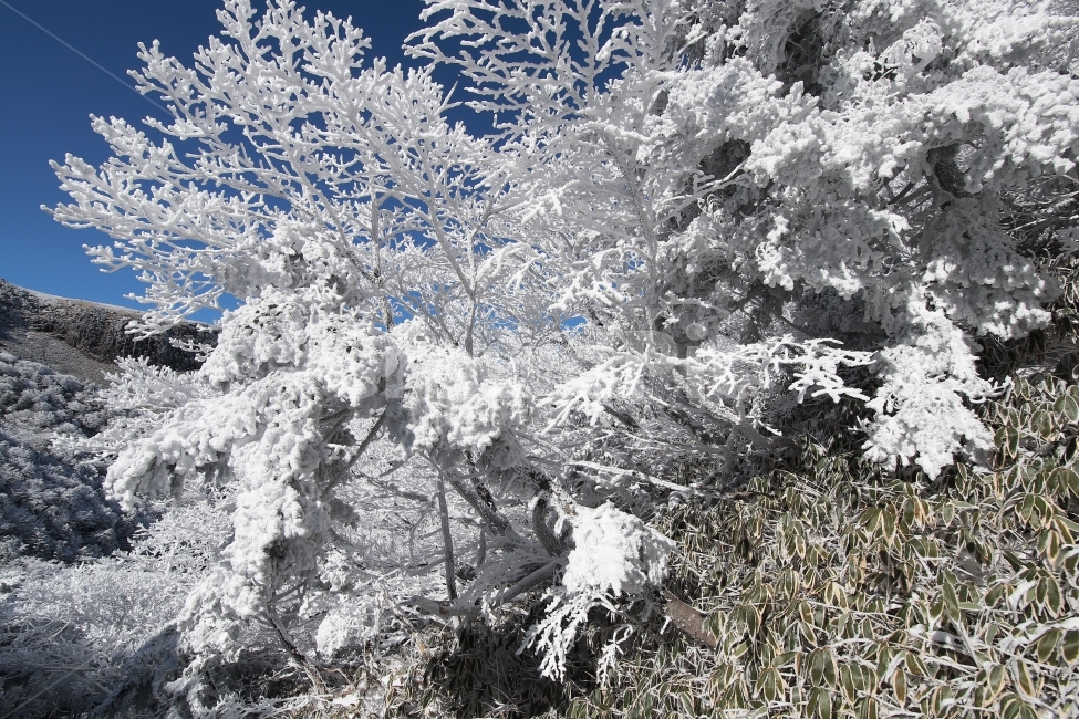 한라산,상고대,설산,겨울,겨울산행,눈꽃,진달래대피소,성판악,관음사,제주도,제주,백록담,겨울,계절,winter,season,식물,자연,plants,nature,나무,trees,wood