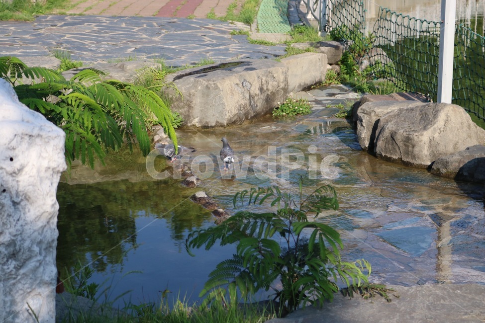 비둘기,새,동물,조류,돌,나무,식물,물,자연,pigeon,bird,animal,stone,tree,plants,water,nature,hato,tori,doubutsu,ishi,ki,shokubutsu,mizu,자연,풍경,nature,landscape,동물,animal,조류,새,birds,outdoors,옥외