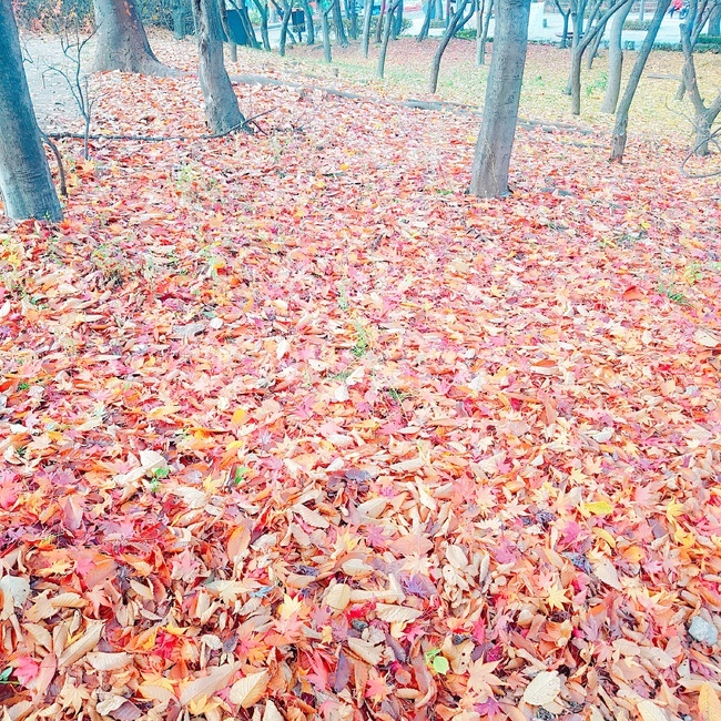 가을,나무,단풍잎,늦가을,색깔